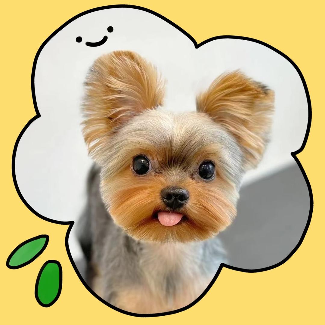 喜乐是只约克夏