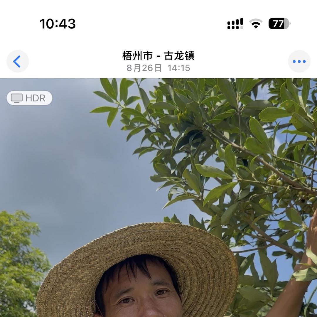 小莫八角种植