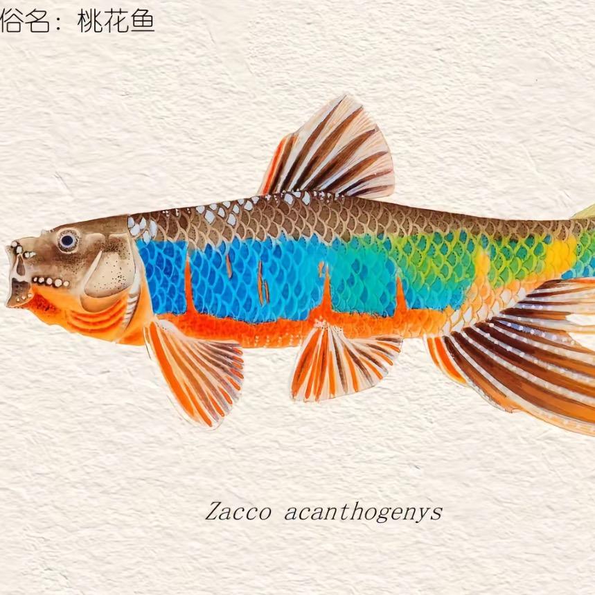 老黄原生鱼
