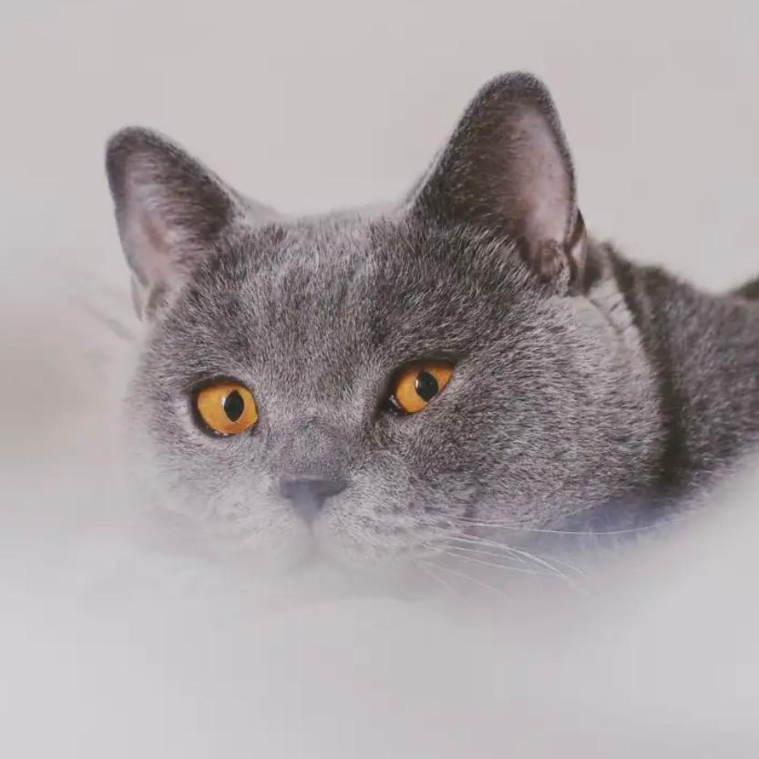 嘟嘟是只猫