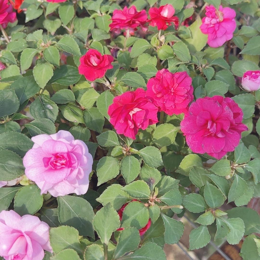 润绿水梅（天竺葵）