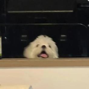 哈尼