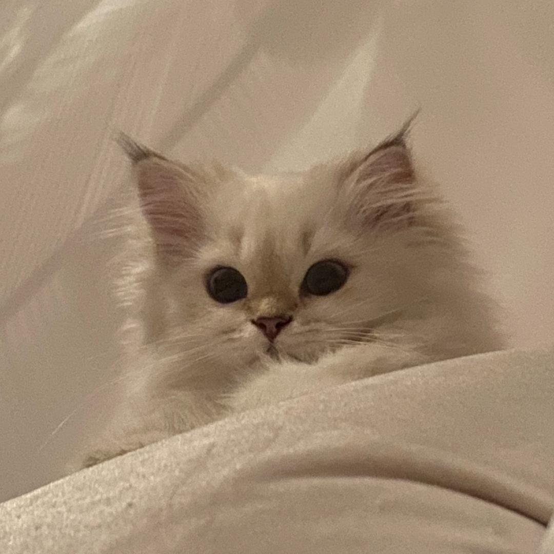 一只小卷