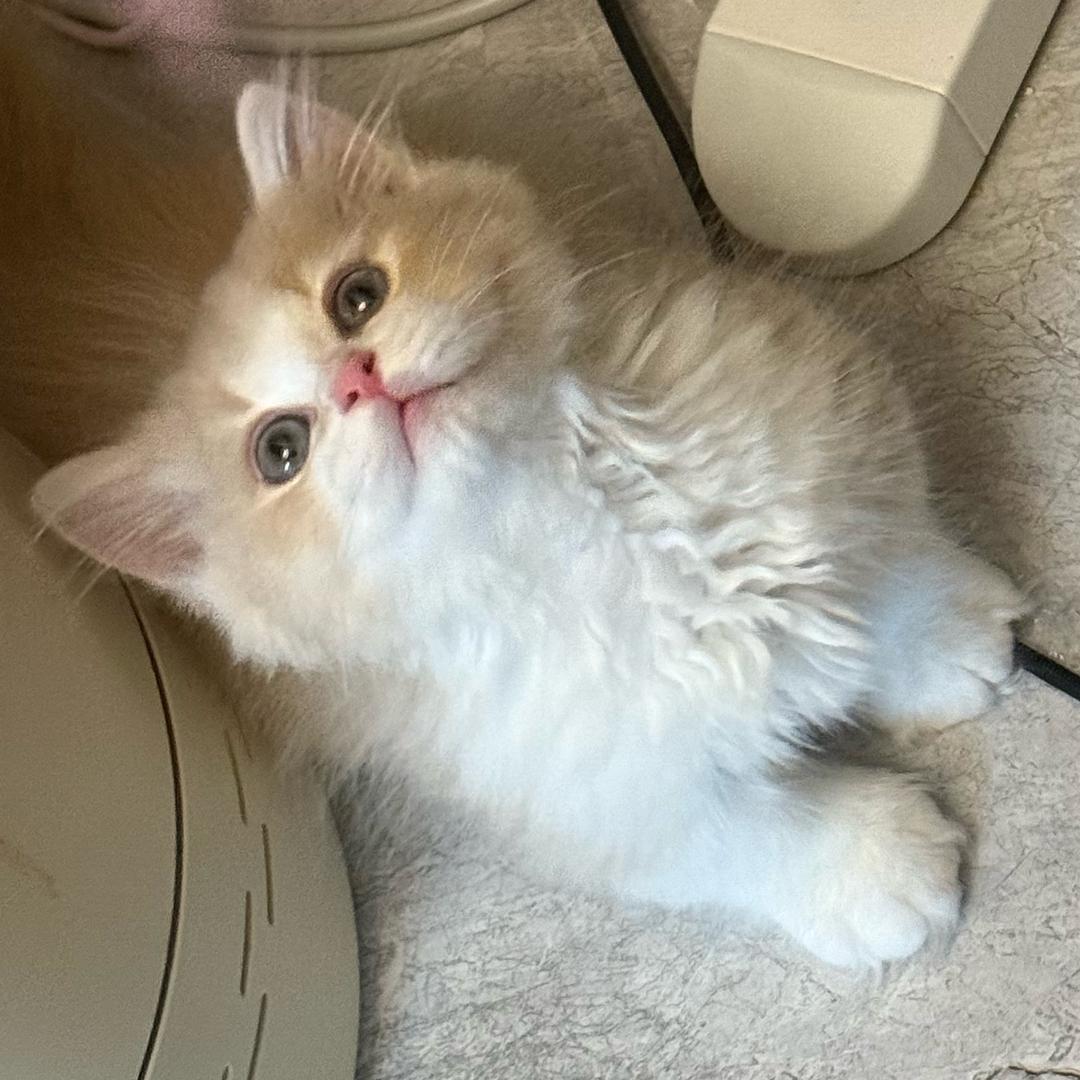 呆呆小蛙•ᗢ<