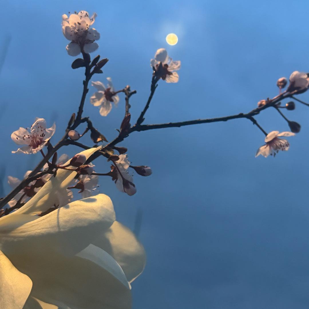 蓝桉🍂