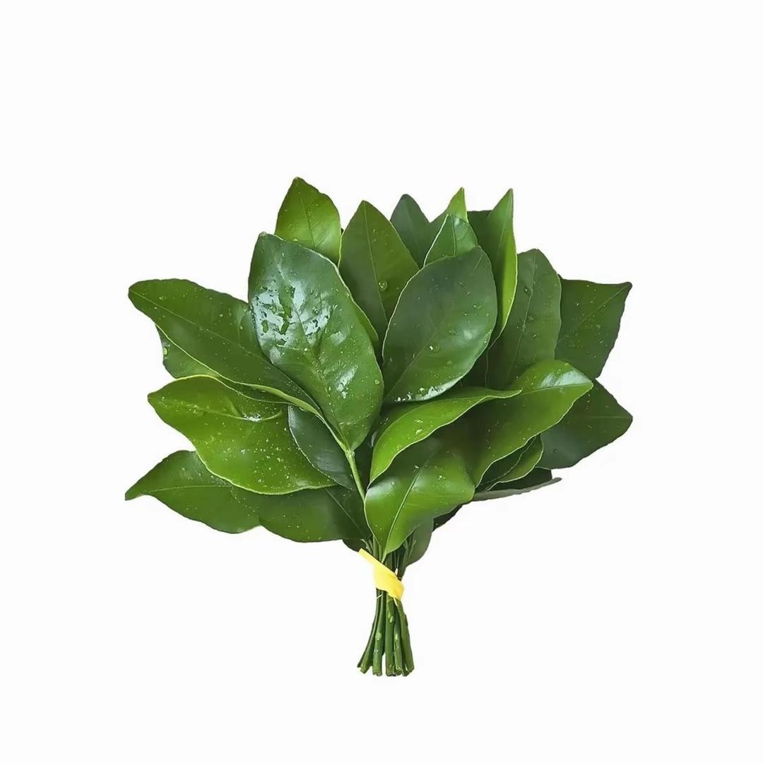 冷水鱼_