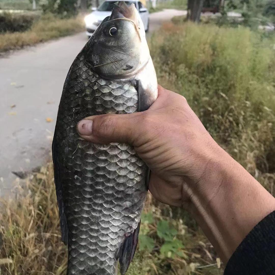 老徐垂钓🎣