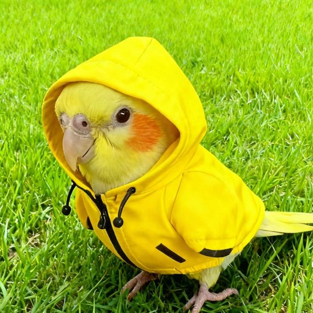 豆豆家的玄凤鸡