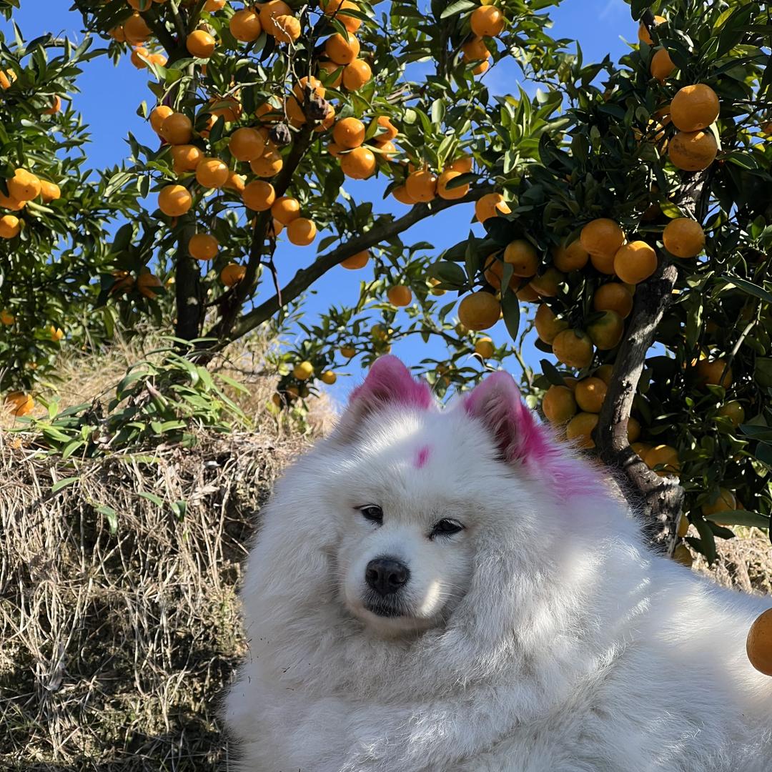 小何家的正宗涌泉蜜桔