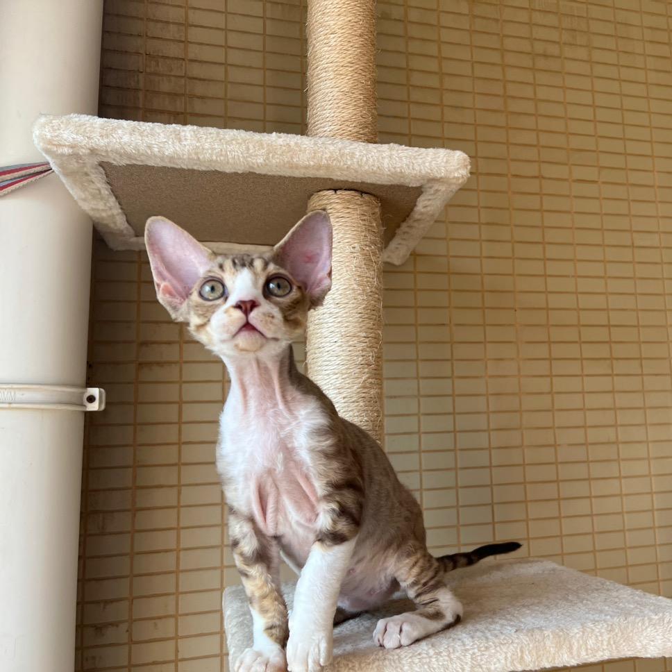 迷  德文卷毛猫