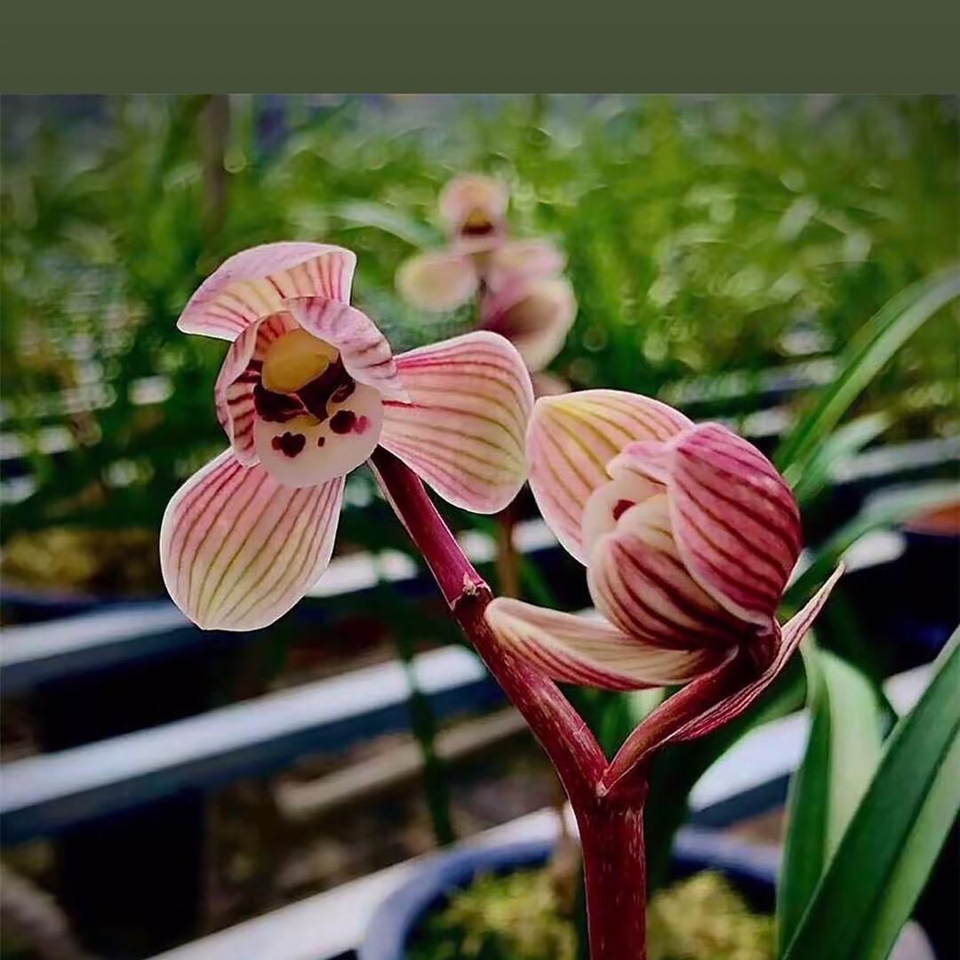 佳健花卉