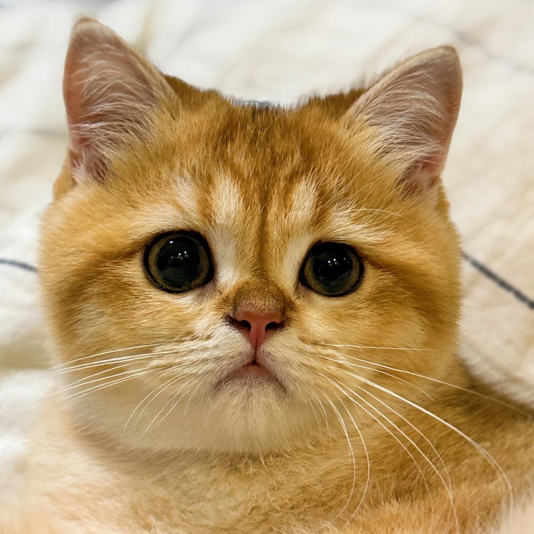 小金子的百宝箱