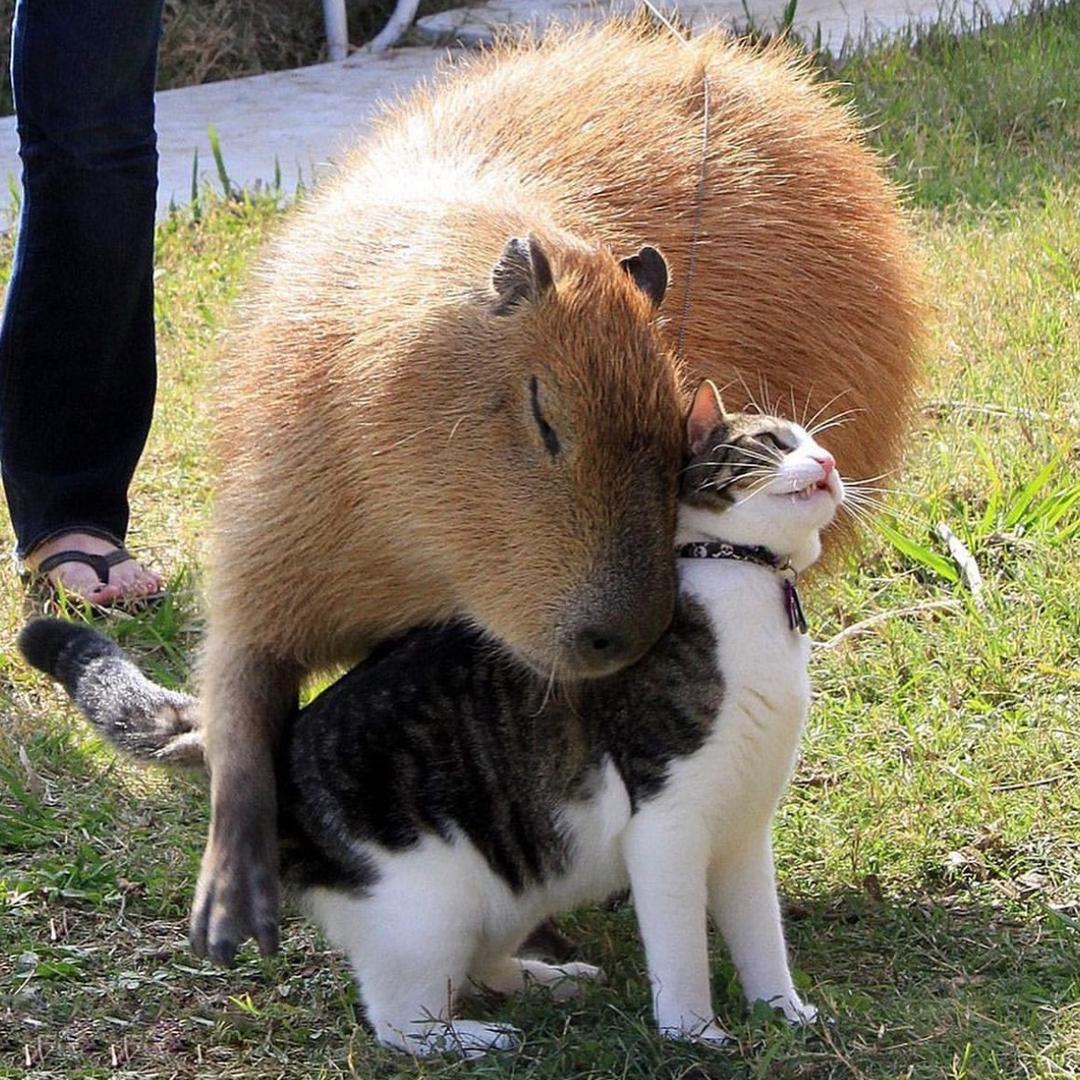 水豚飼養員