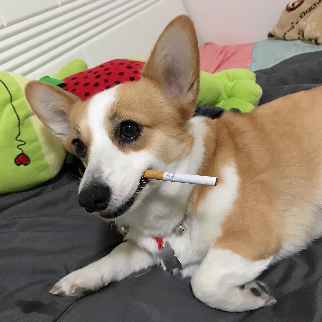 飞小爷
