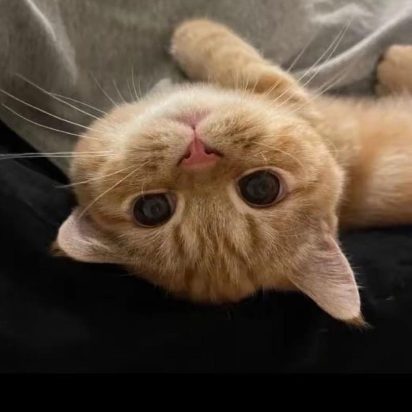 qvq