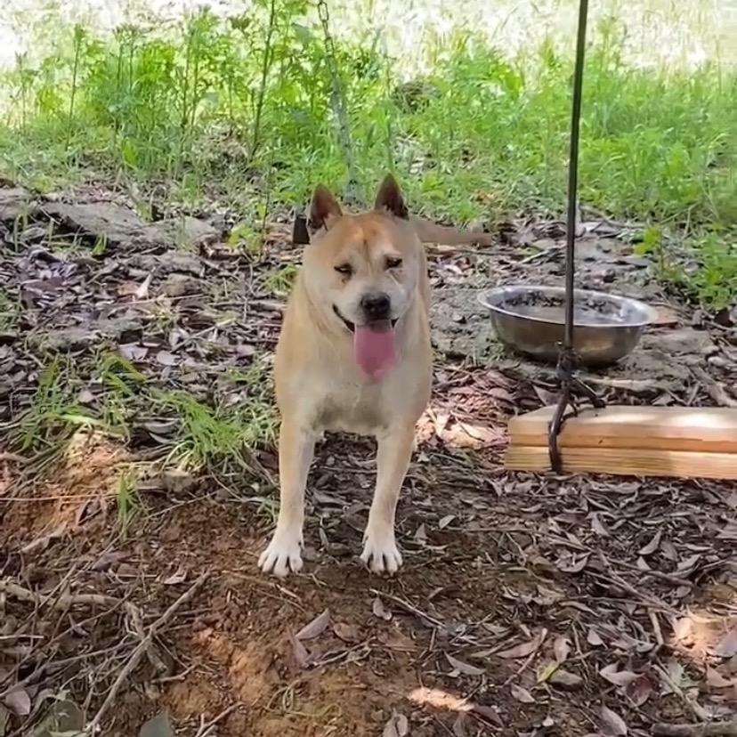 啊斌犬舍(红毛白面)
