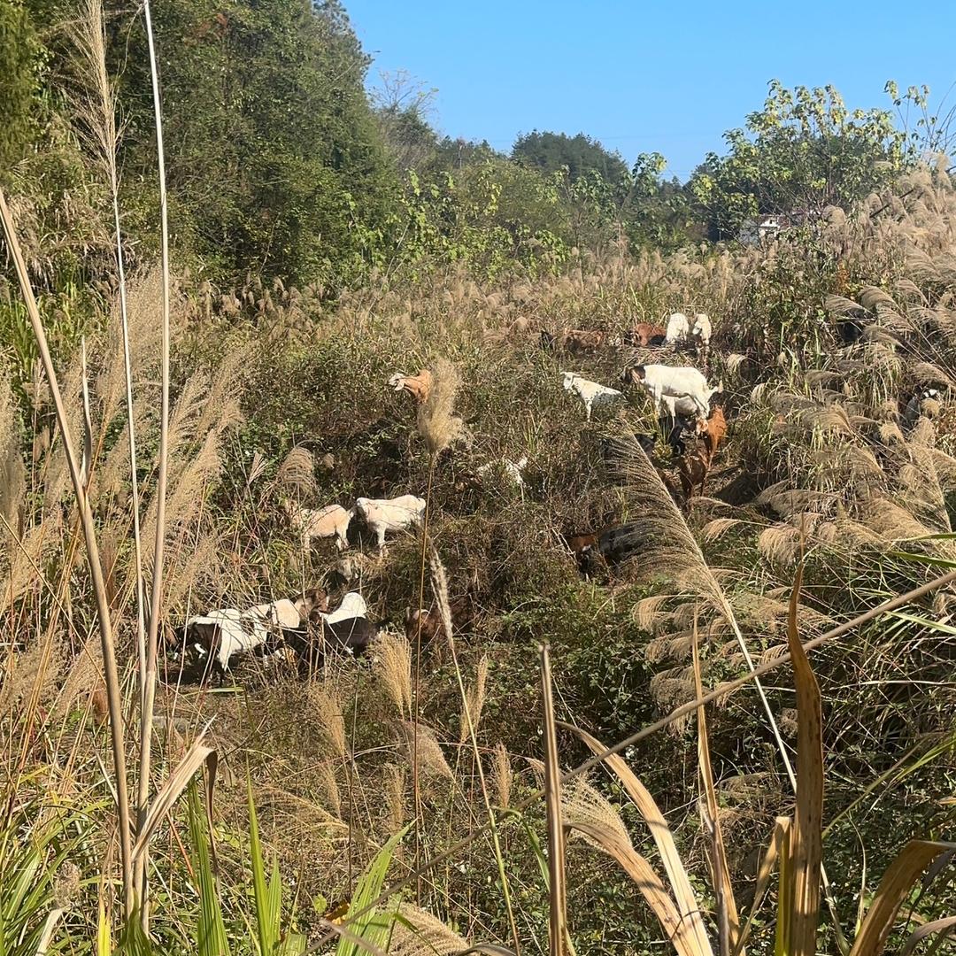 龙和家庭农场