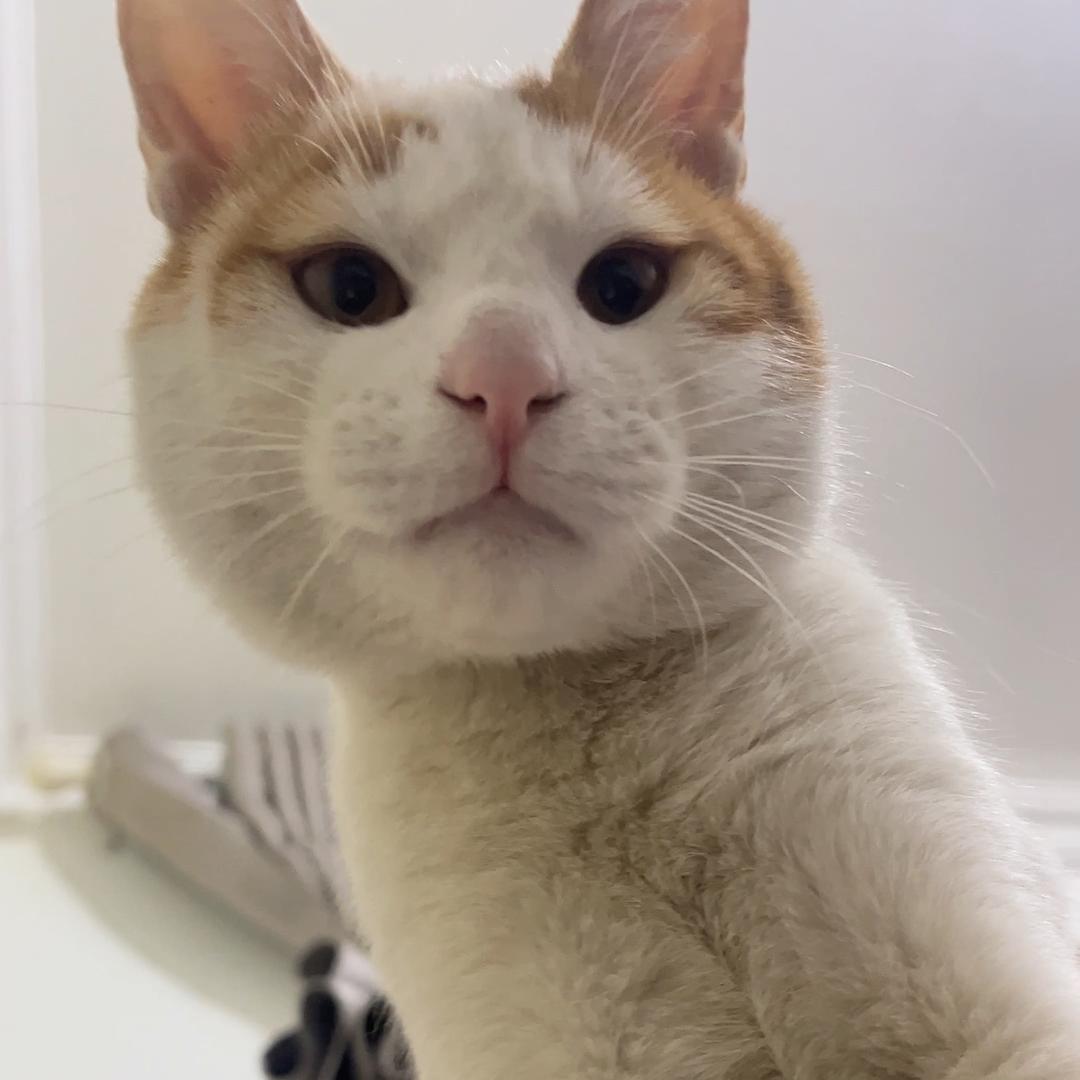 燕子的猫