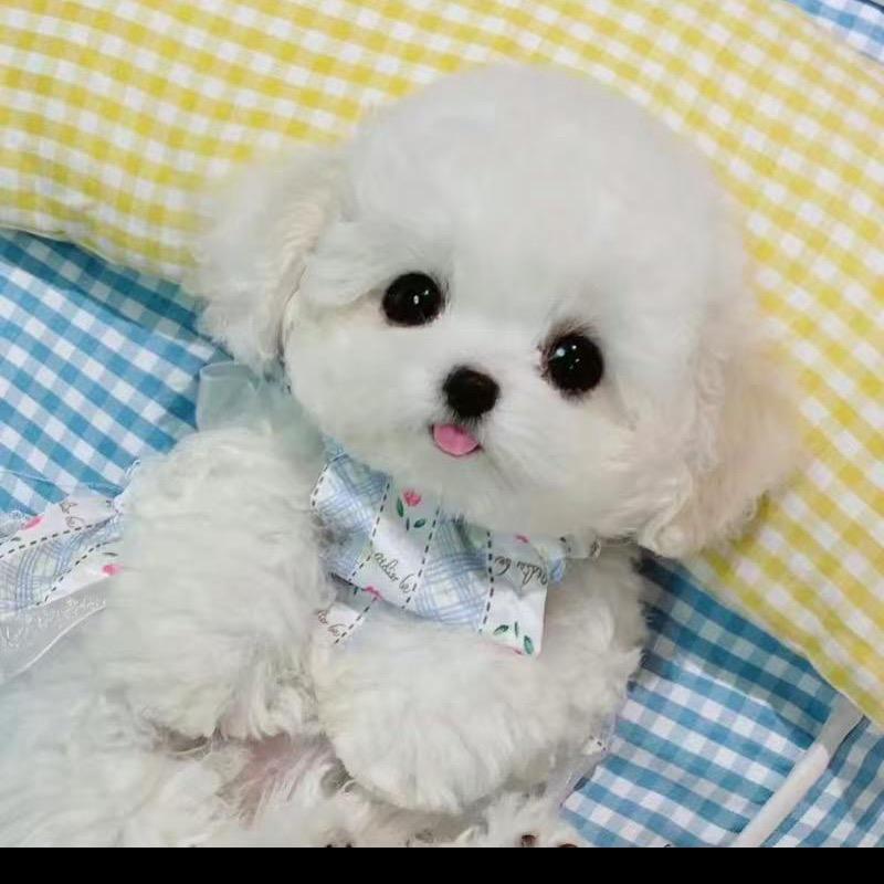 🍋🥑🍅🥦🫑🧄🫒