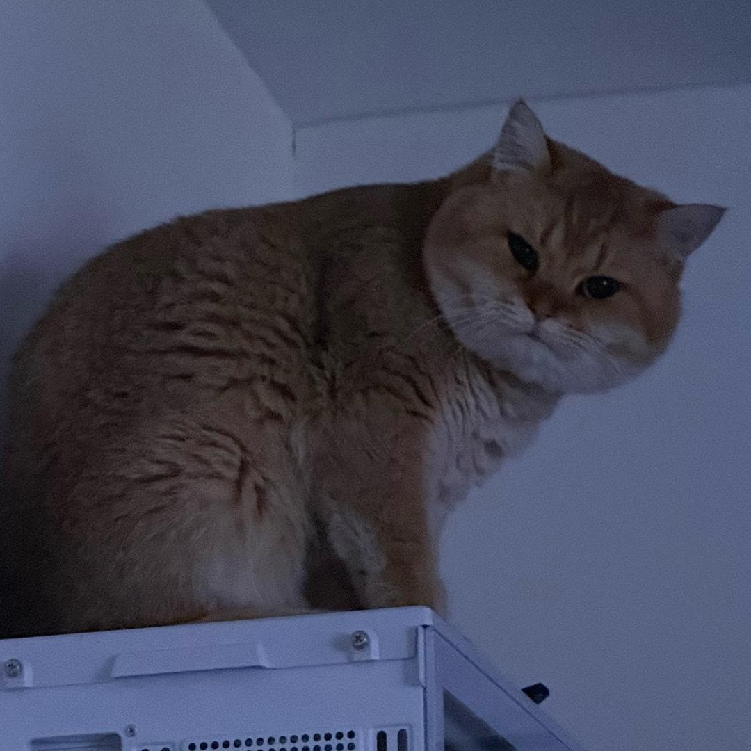 自由。