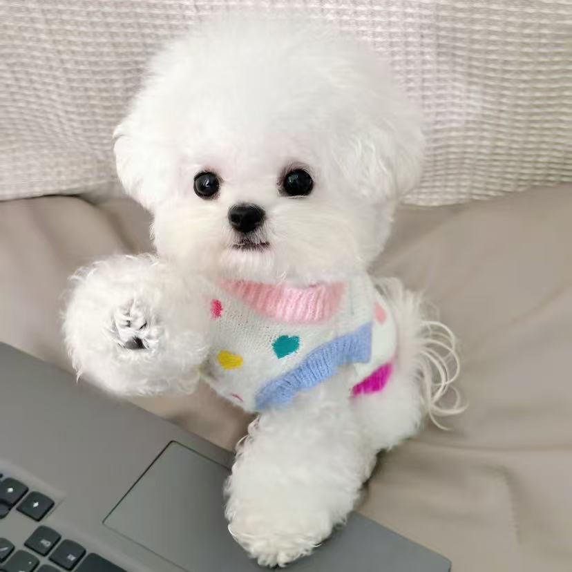 青岛城阳麦萌犬舍