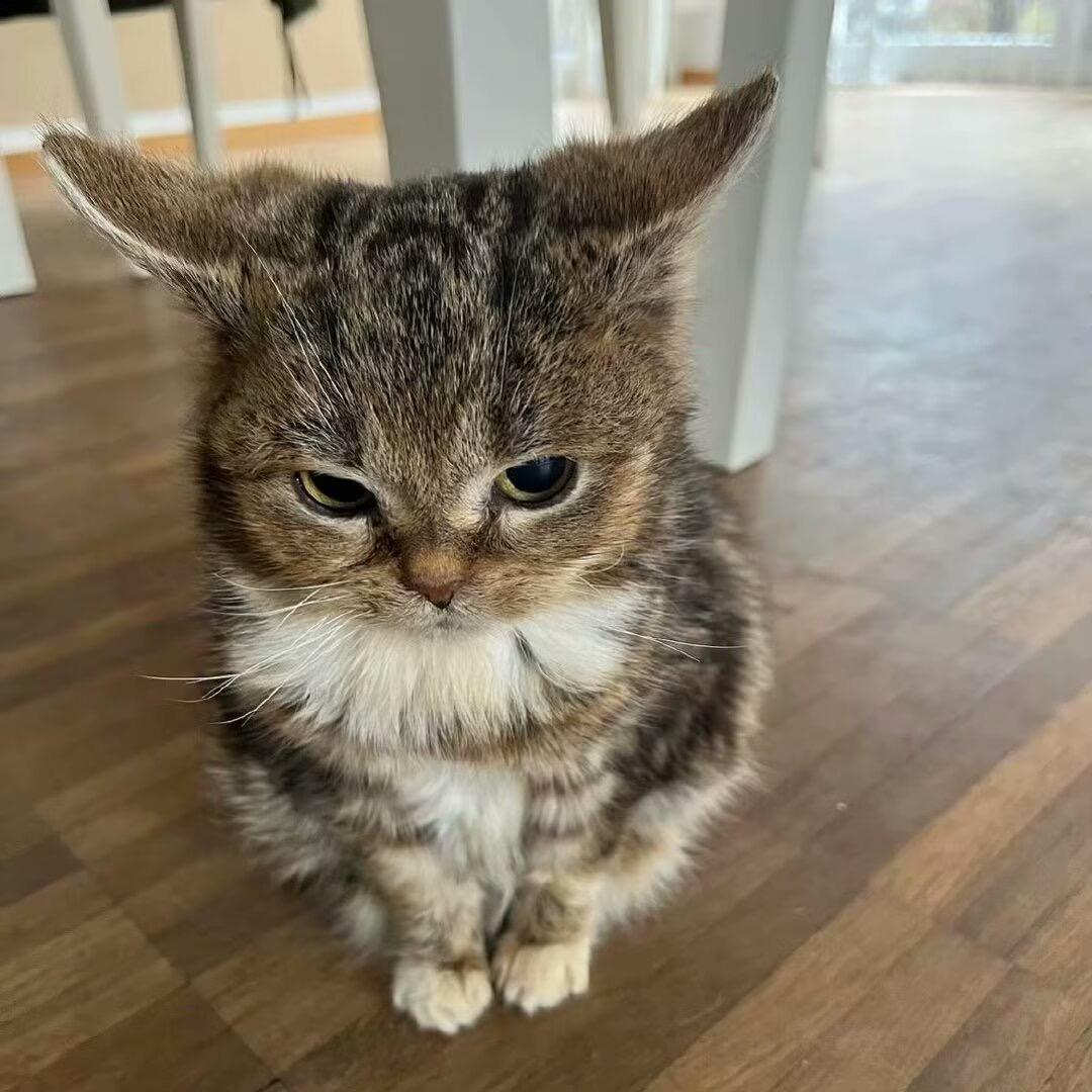 贝贝