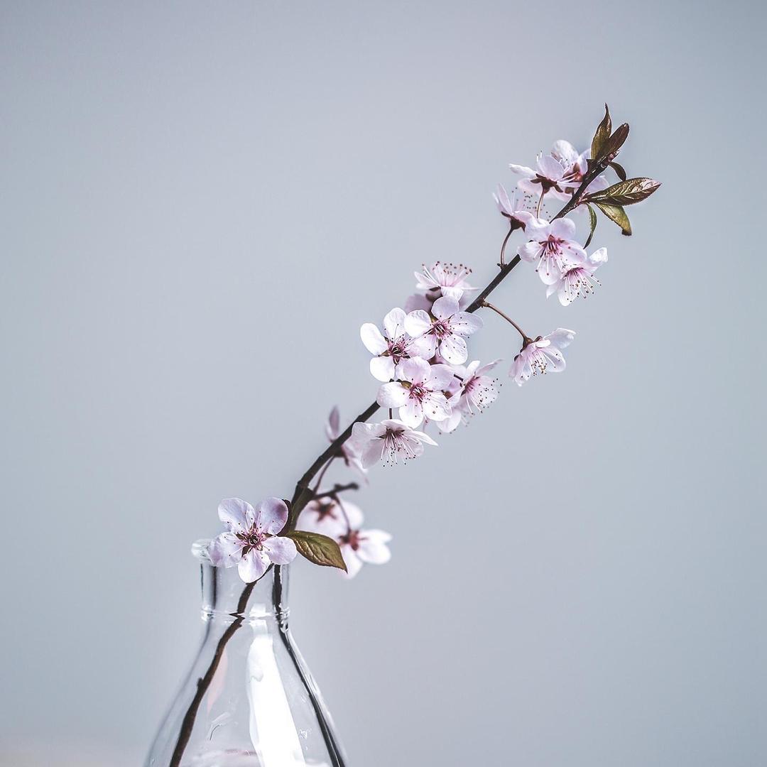 椿禾花草集
