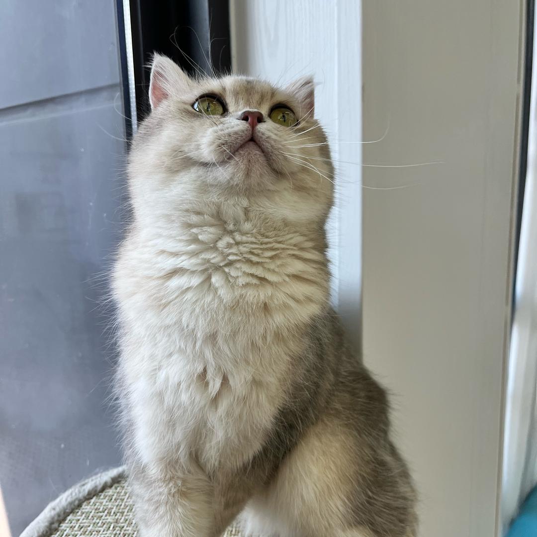 爱诗澜 的猫孩子