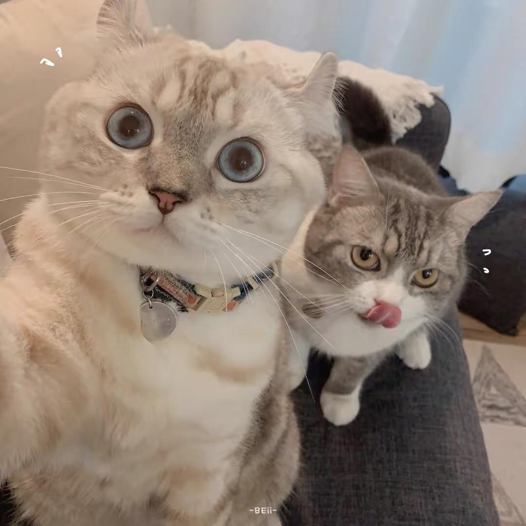薛盯鹅家的猫