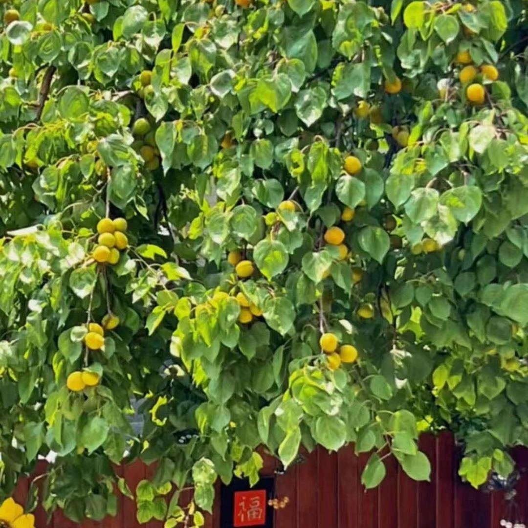 沈丘专业烫发曹飞