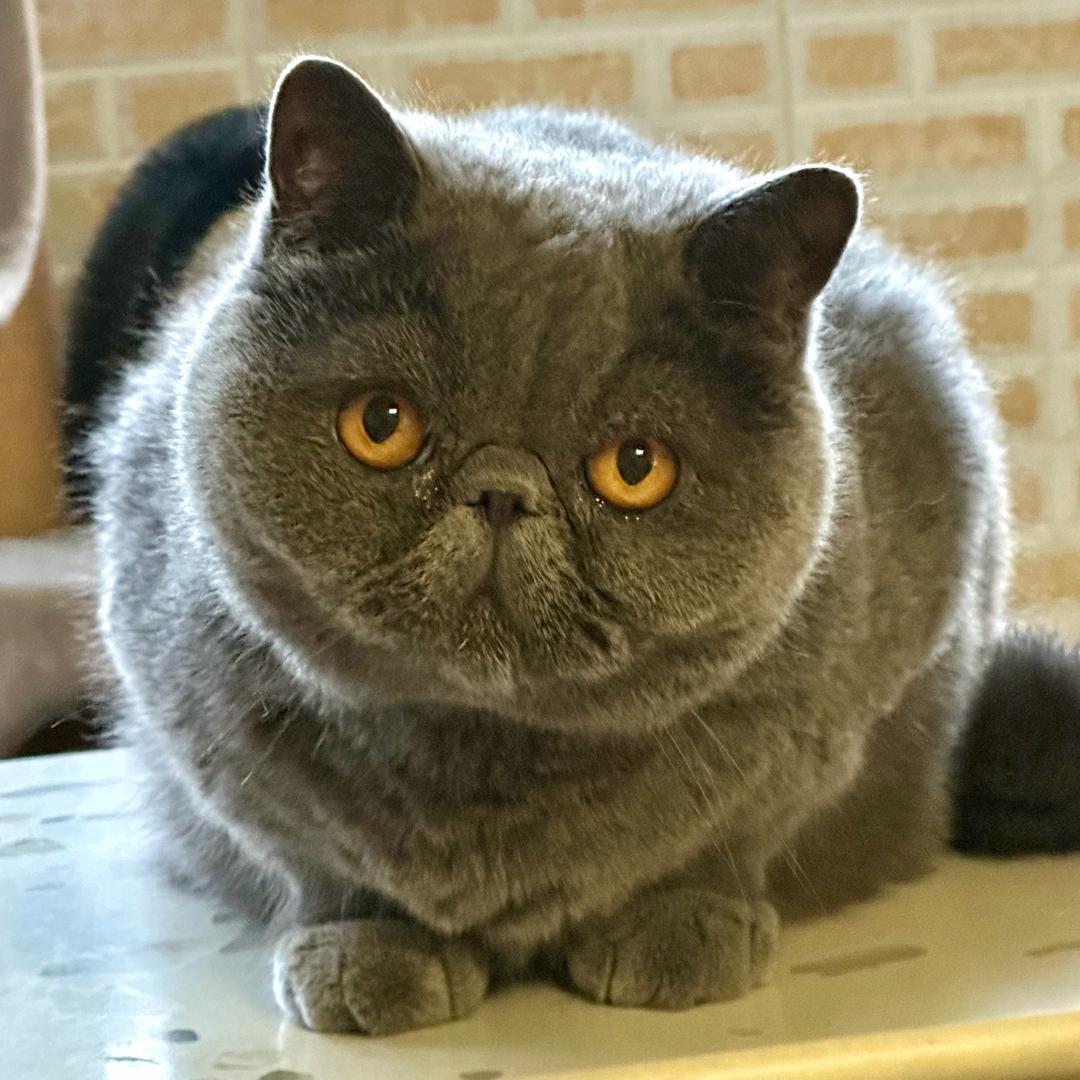 凌斯特罗夫斯基