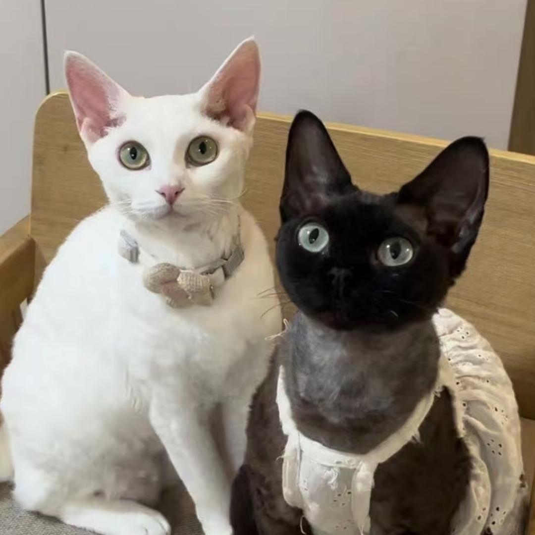 猫小树🐈