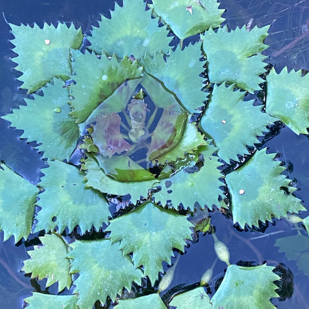 芳莹