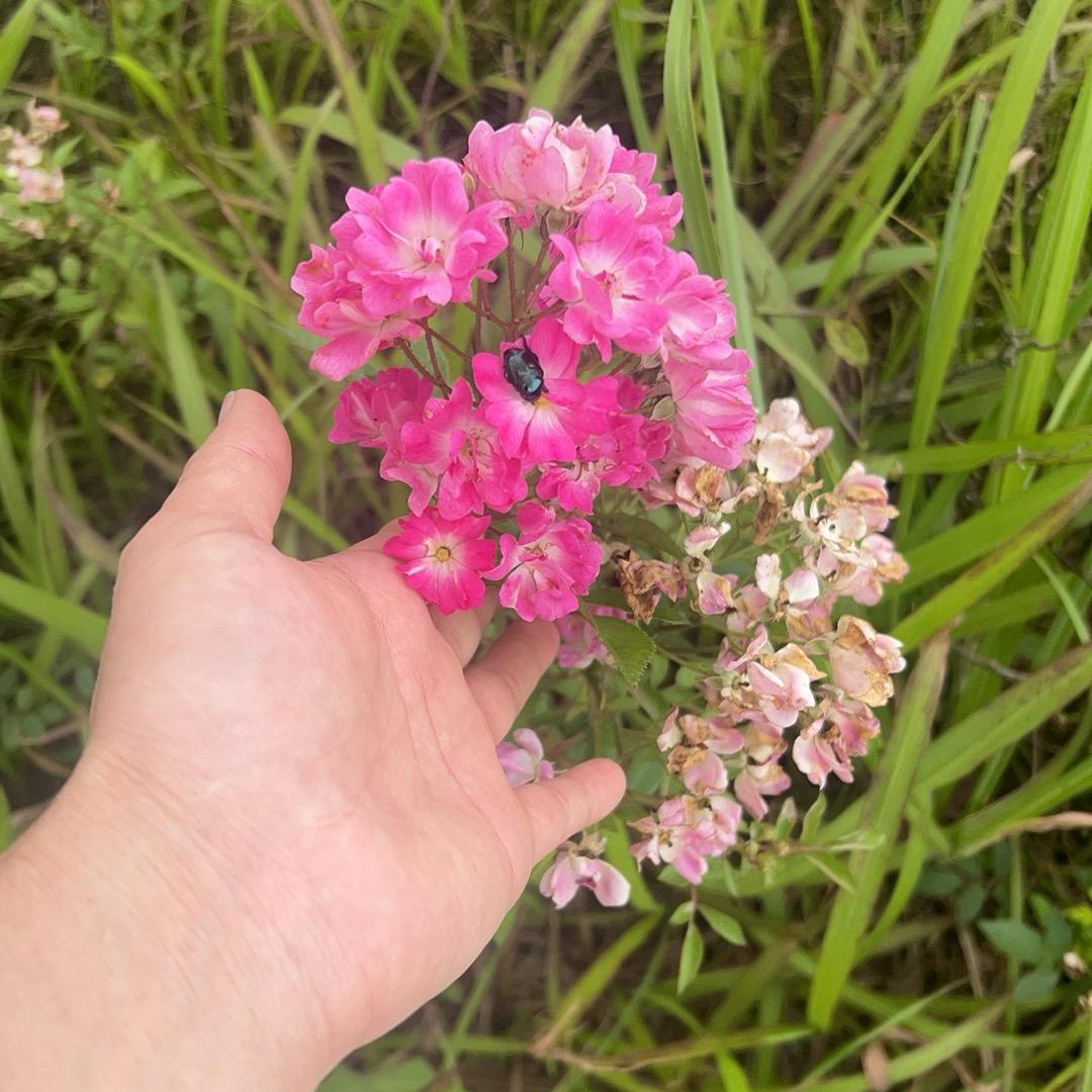 不要来惹我