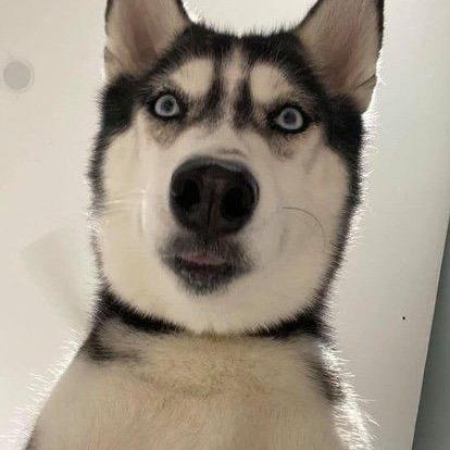 太原市犬舍 宠贝宠物