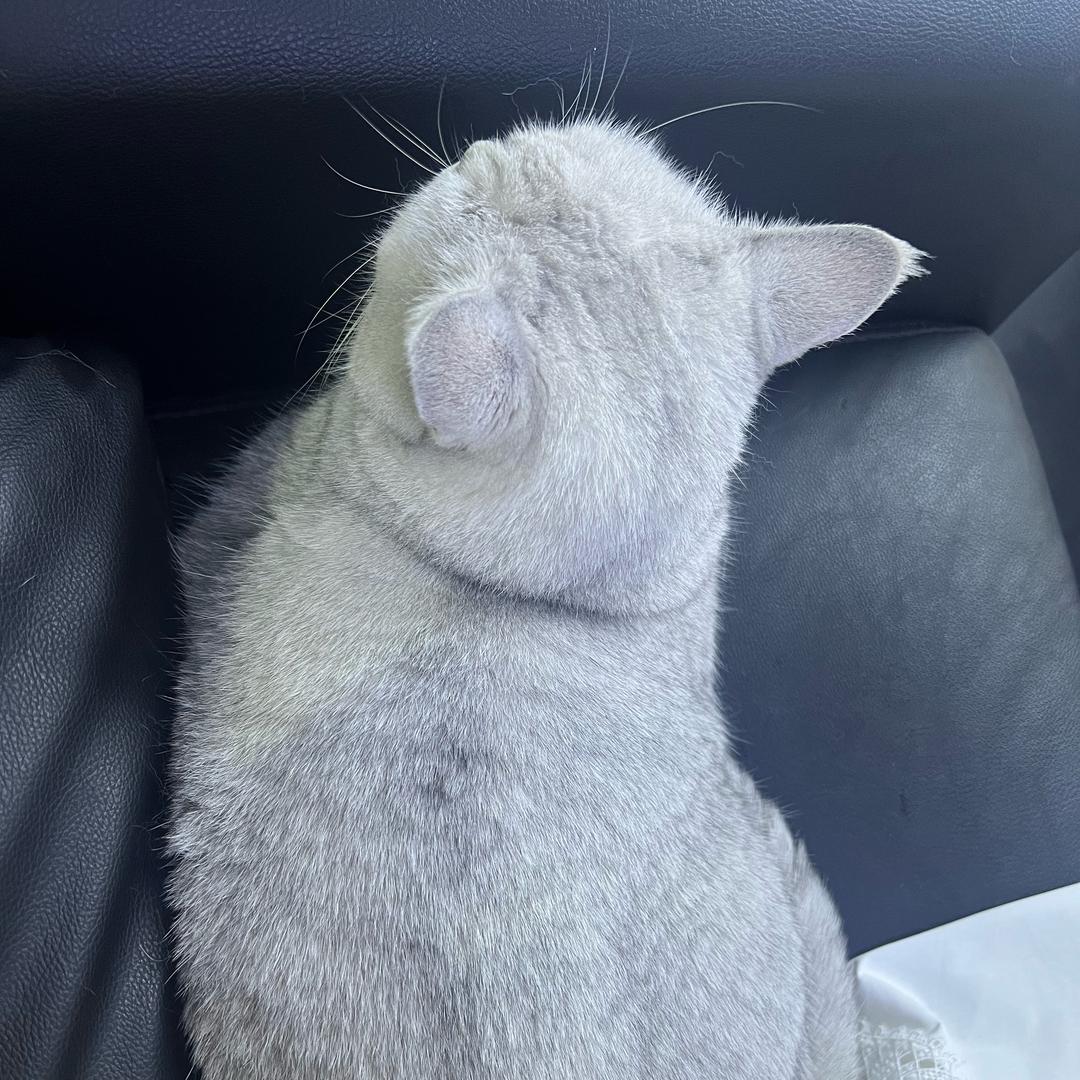 和小猫两地分居中