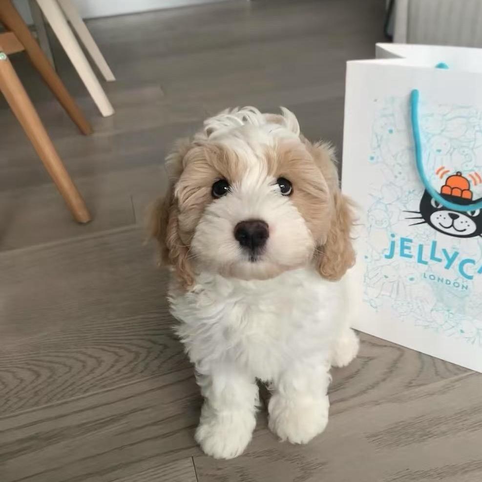 别问小7（森森家酸奶铺天津店）