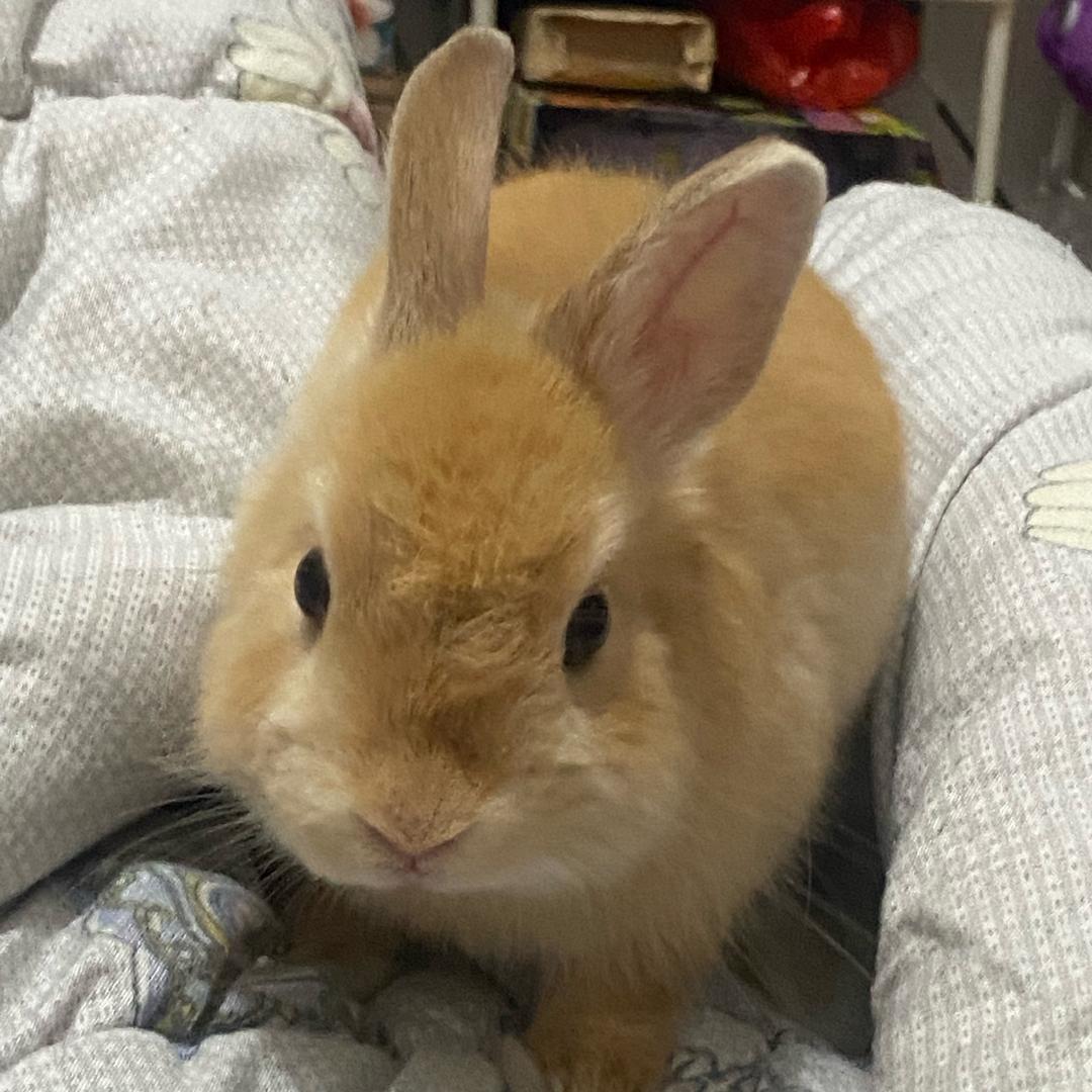 小桃子🍑和小葡萄🍇