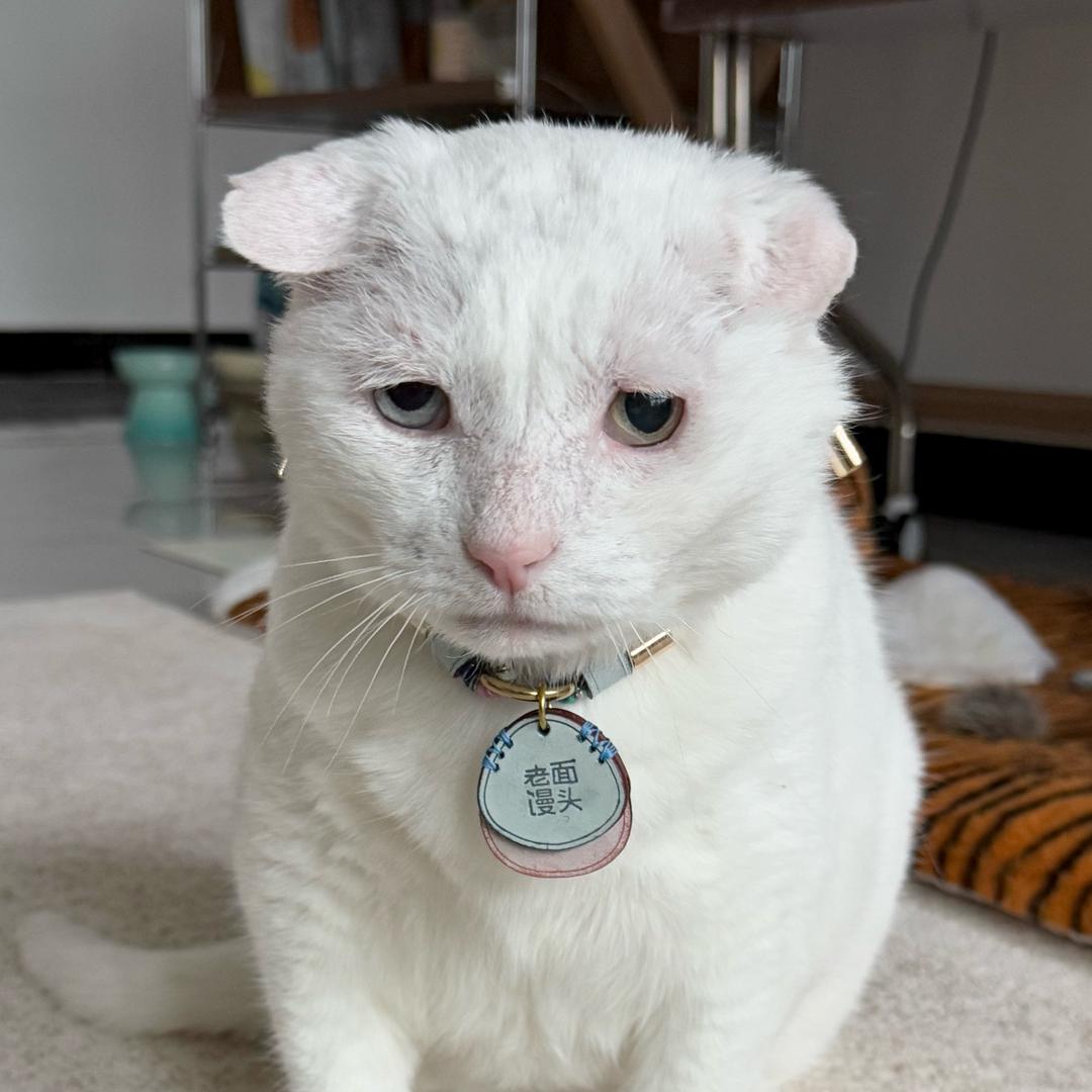 一匹马马马（不是折耳猫