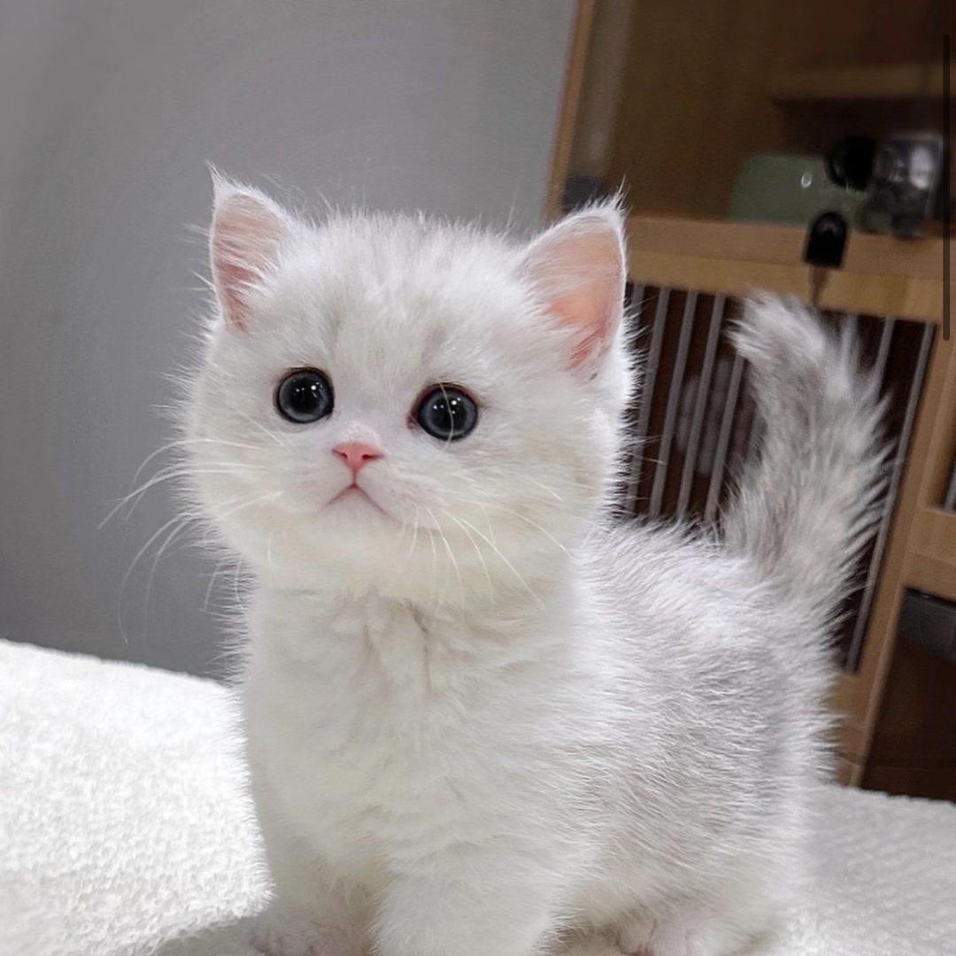 🐱