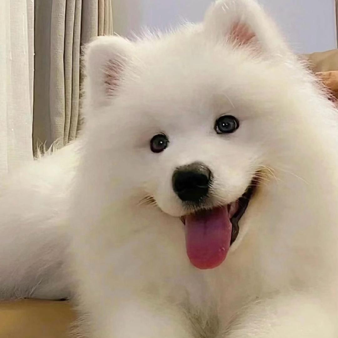 广东犬舍批发