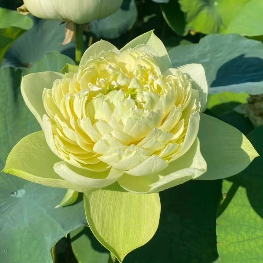 翻斗花园图图（幸运版）