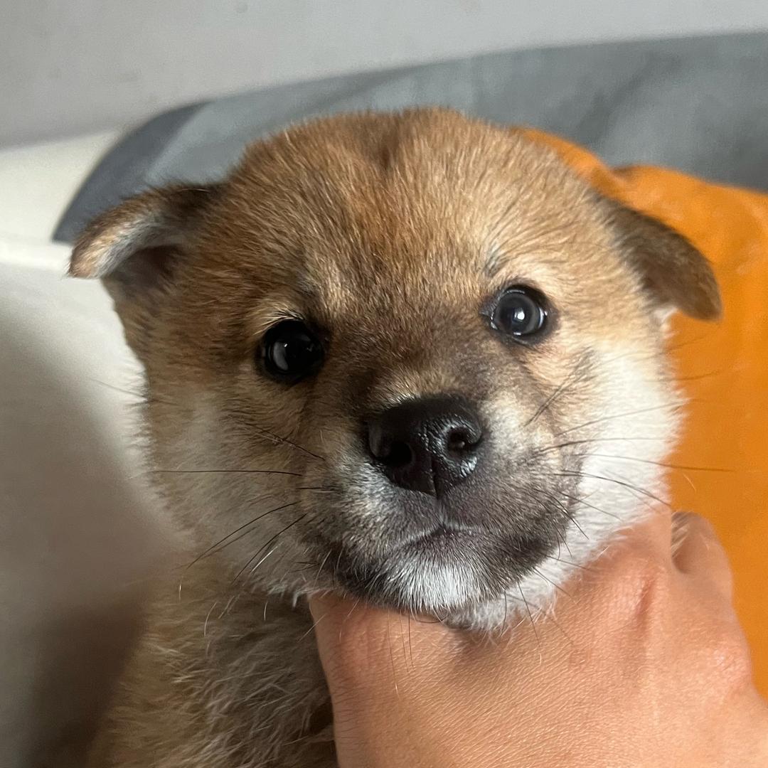 大顺🐕