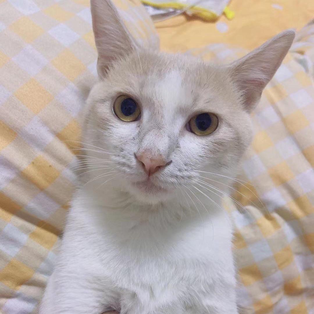小毛的主人