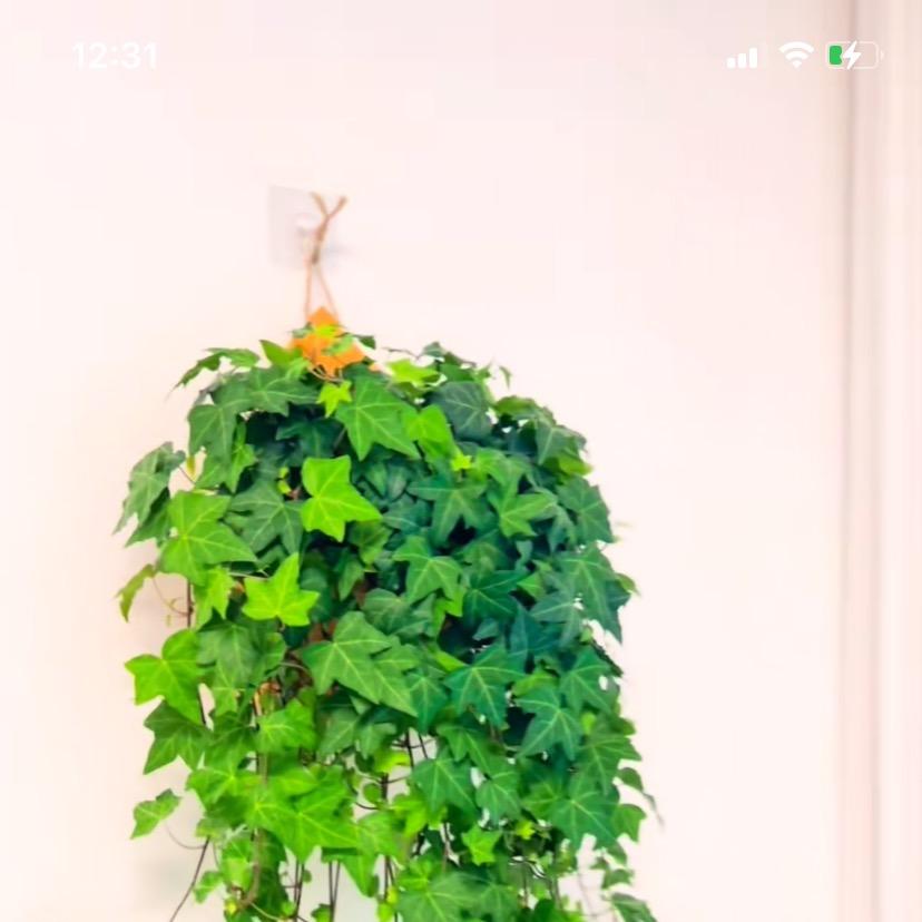 痐逥9号苗圃