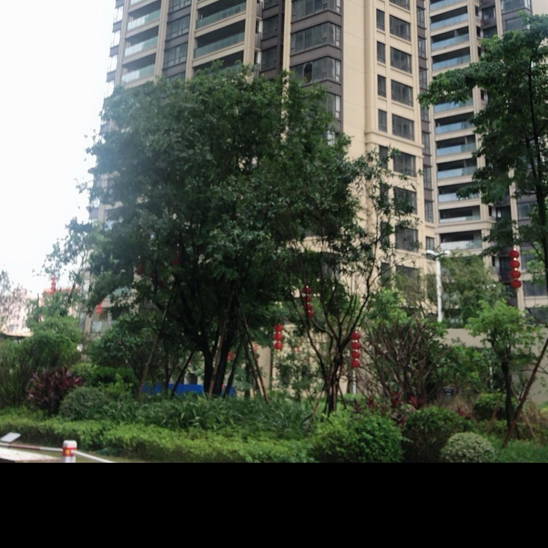 陈高佬