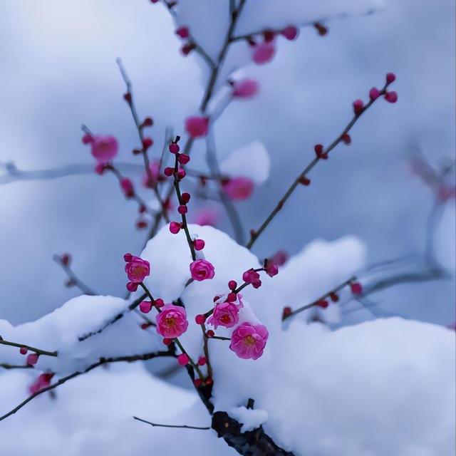 傲雪寒梅