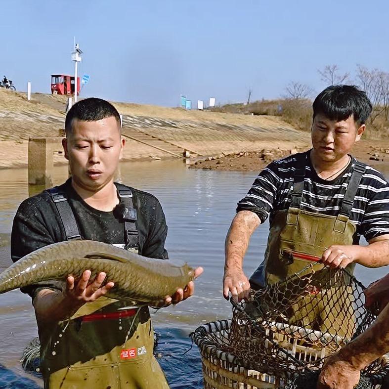 小飞哥家的小胖