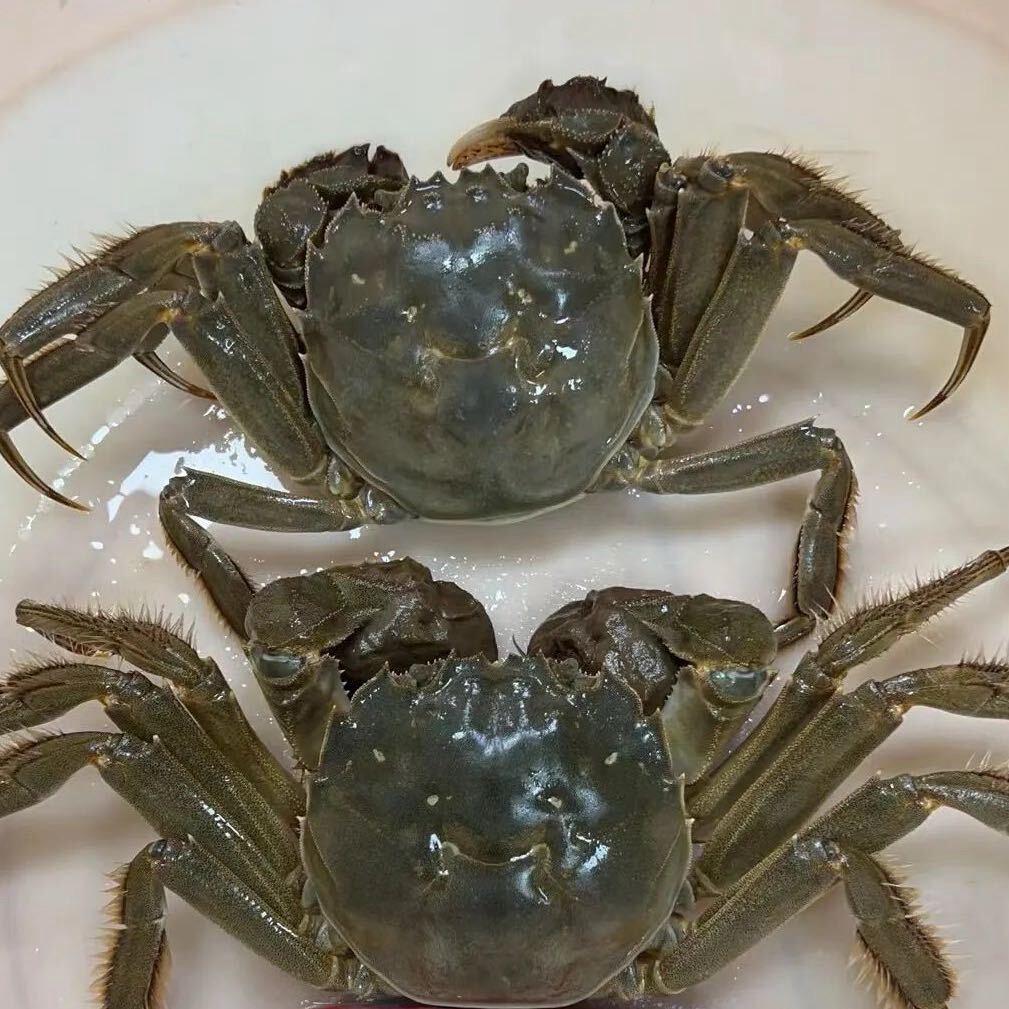 @阿辉水产🦞🦀