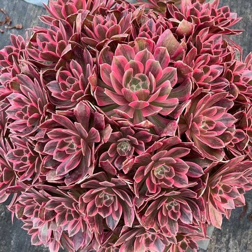 上蔡县驰崇花卉种植场